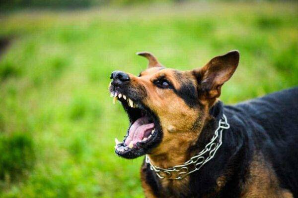 angry dog barking with mouth wide open and chain around its neck