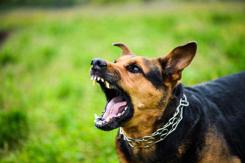 San Antonio Dog bite lawyer - Animal Attack injury -The Echavarria Law Firm